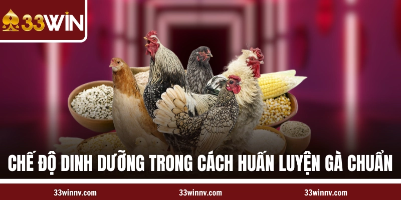 Chế độ dinh dưỡng trong cách huấn luyện gà chọi chuẩn