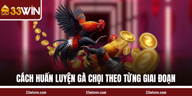 Cách huấn luyện các chiến kê theo từng giai đoạn