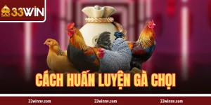 Cách Huấn Luyện Gà Chọi